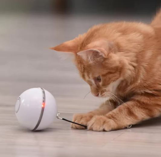 Interactive Light Up Rechargeable Cat Ball