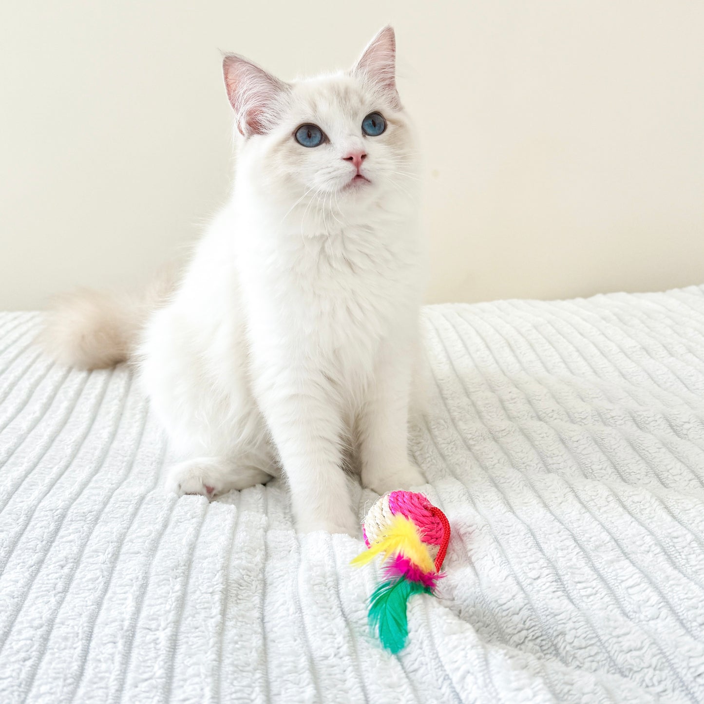 Cat Spiral Toy Scratching Ball Toy Interactive with Feather