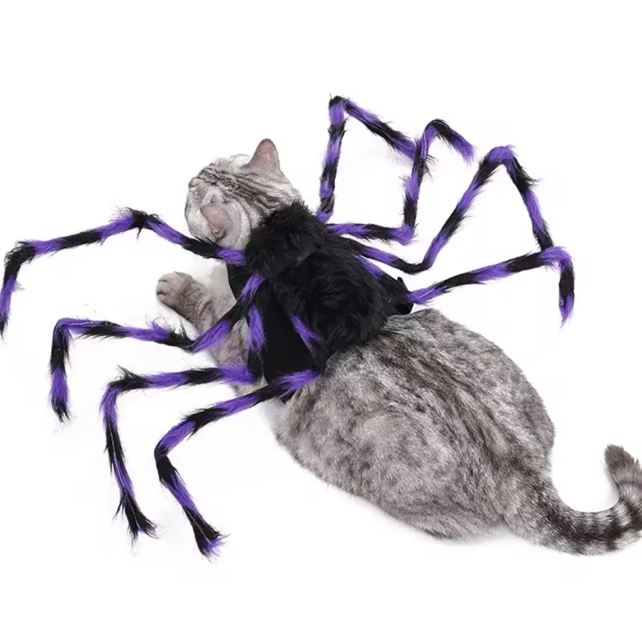 Cat Spider Halloween Costume